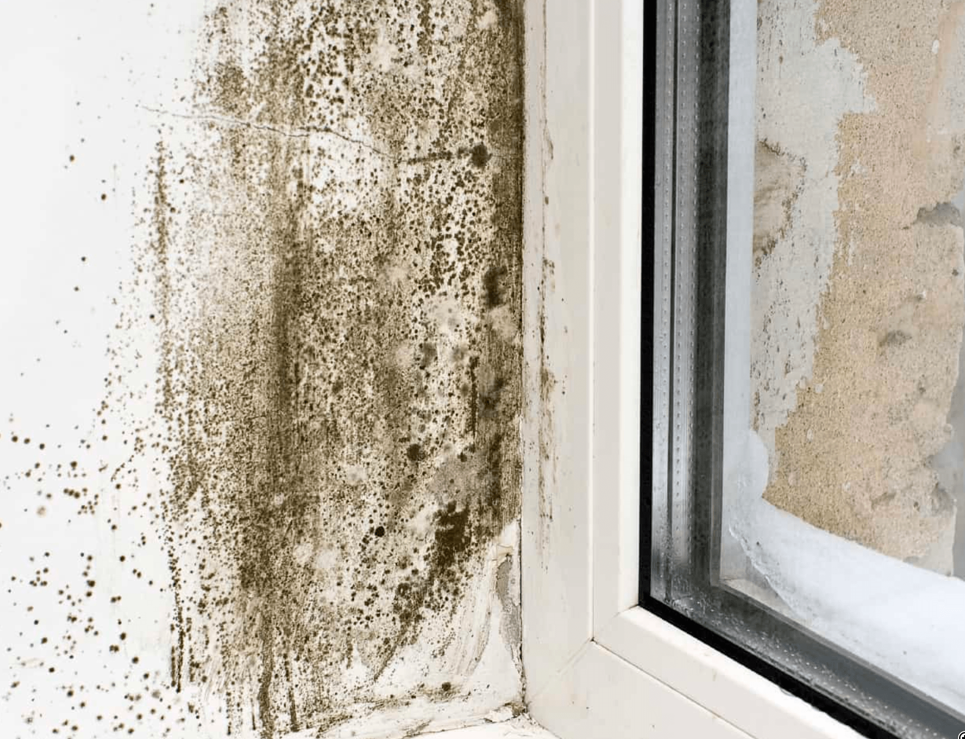Claim Against Landlord for Damp: Understanding Housing Disrepair Claims